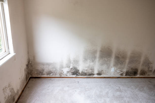 Best Real Estate Mold Inspection  in South Whittier, CA
