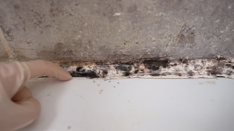 Best Biohazard Mold Removal  in South Whittier, CA