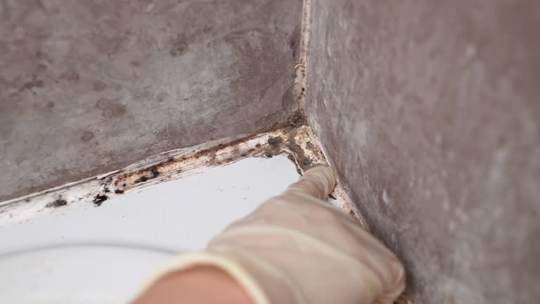 Best Emergency Mold Remediation  in South Whittier, CA